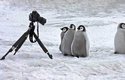 Tučňáci stojí celé dlouhé hodiny na fotografa