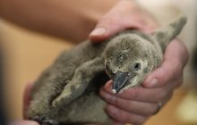 První tučňák sezóny: Roste a sílí po natrávených rybkách