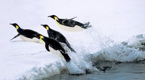 Zašpiněný led: Jak satelit nachytal tučňáky