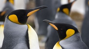 Noční tučňáci