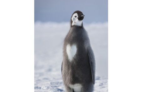 Mládě tučňáka císařského má dvě srdce.