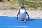 Mládě tučňáka se má nyní čile k světu, pobíhá po výběhu, plave a co je hlavní, žije!