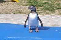 Slovenská zoo smrti: Narodil se tučňák a žije!