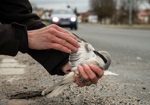 Ťuhýka šedého srazilo na Plzeňsku auto.