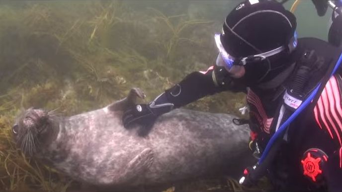 Tuleň se tulí k potápěči jako domácí mazlíček