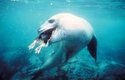 Menší kořist polyká tuleň leopardí vcelku