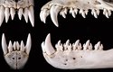 Mohutné přední zuby tuleně leopardího slouží k lovu tučňáků
