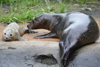 Boj o život tuleního kluka v jihlavské zoo: Nechce jíst, chovatelé si neví rady