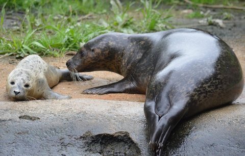 Boj o život tuleního kluka v jihlavské zoo: Nechce jíst, chovatelé si neví rady