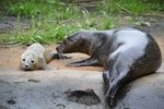 Malý tuleň se svou matkou Lili
