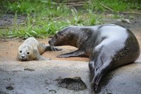 Velký smutek v jihlavské zoo: Tulení mládě uhynulo!