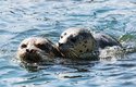 Již několik hodin po narození dokážou tulení mláďata plavat
