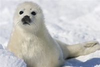Skončí vybíjení tuleních mláďat?