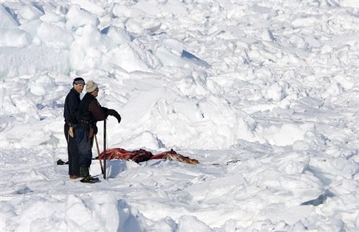 Smrt tuleních mláďat bývá krutá!