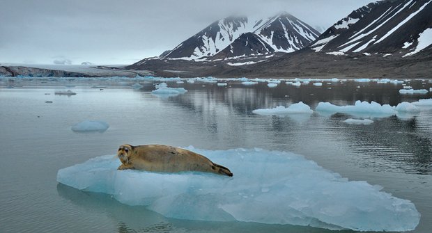 Závislí na ledu: Lovci tuleňů čelí oteplování