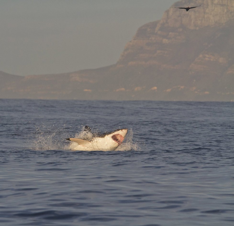 Tuleň statečně bojoval o život, ale žralokovi podlehl: Já mám taky zuby, neřáde!