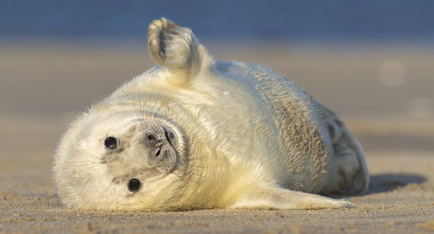 Stateční plyšáci: Samostatná tulení mláďata