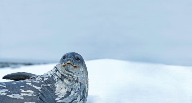 Ultrazvuk pod ledem odhalil Hvězdné války mezi tuleni