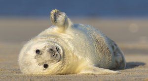 Stateční plyšáci: Samostatná tulení mláďata