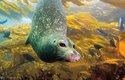 V obrovském areálu rozšíření vytváří tuleň obecný pět poddruhů