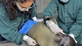 Tuleň Kostis, kterého někdo v Řecku brutálně zavraždil. Tuleň středomořský je kriticky ohrožený druh.
