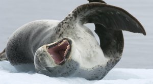 Tuleň leopardí: Postrach jižních moří
