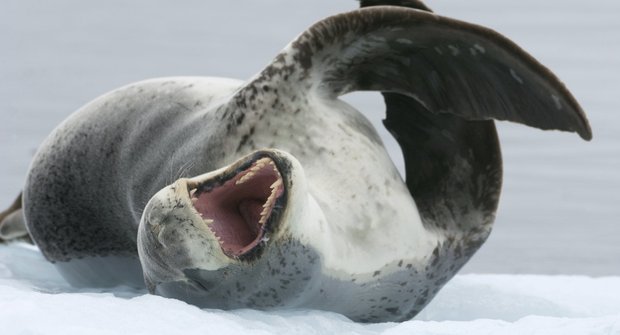 Tuleň leopardí: Postrach jižních moří