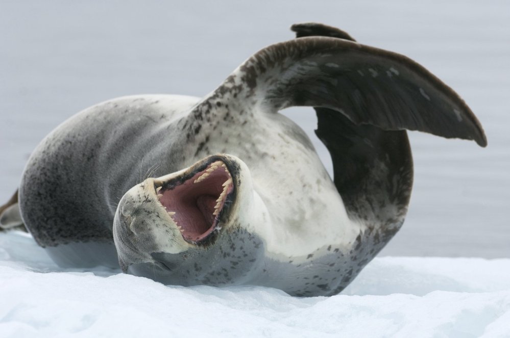 Svou nejčastější kořist, tučňáky oslí, pronásledují tuleni ve vodě.