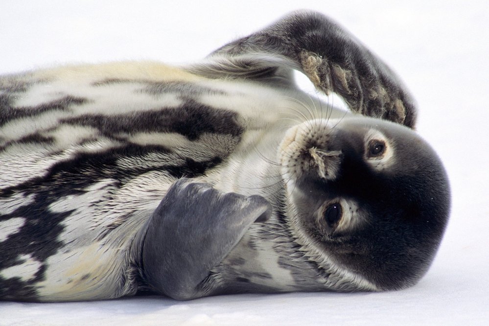 Největší „mozkovny“ mezi novorozenými savci jsou mláďata antarktických tuleňů