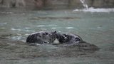 Tuleni nelení: První pusa v novém bazénu