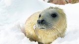 Rusko zakázalo lov tuleních mláďat mladších jeden rok 