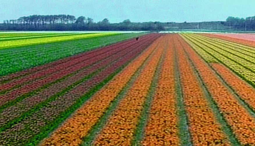 V Nizozemsku se dnes tulipány pěstují ve velkém