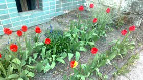 Dvoubarevný tulipán mezi ostatními vyčnívá