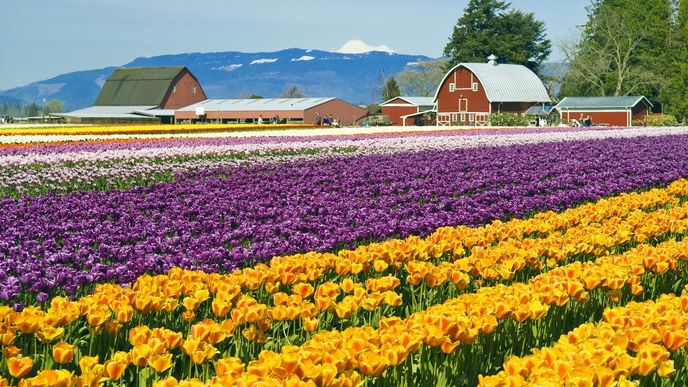 Tulipánová mánie se stala první bublinou, která vyústila v krizi. Tulipánová mánie se stala první bublinou, která vyústila v krizi.