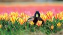 Tulipány: Barevný a voňavý symbol Nizozemska, který přicestoval z Čech