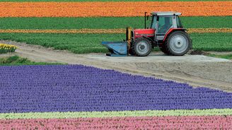 Tulipány: Barevný a voňavý symbol Nizozemska, který přicestoval z Čech
