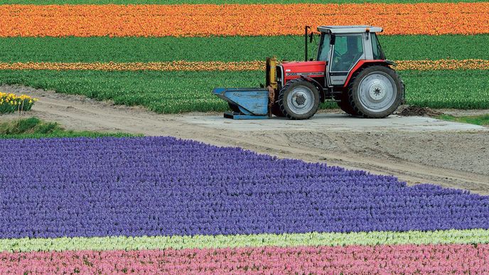 Snad největší koncentraci rozkvetlých tulipánů i jiných jarních květin najdete v nizozemském květinovém parku Keukenhof na okraji městečka Lisse.