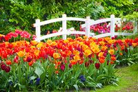 Nejvyšší čas vysadit tulipány, na jaře rozzáří celou zahradu