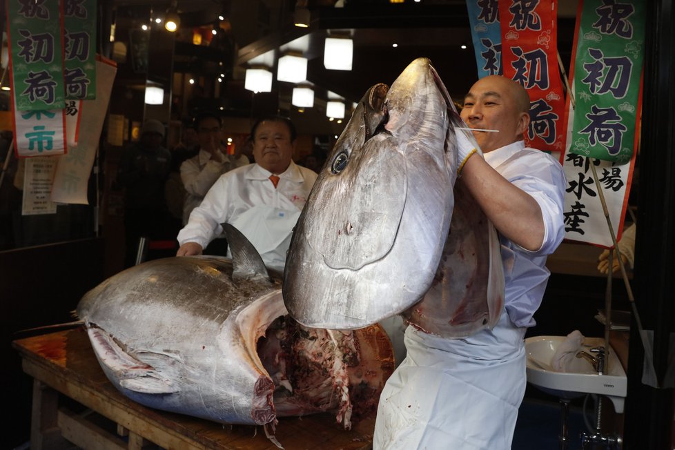 Majitel sushi restaurace v Japonsku vydražil tuňáka za 40 milionů korun.