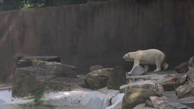 Zoo v New Yorku nechala utratit ledního medvěda Tundru, selhávaly mu ledviny.