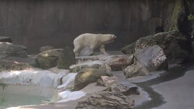Zoo v New Yorku nechala utratit ledního medvěda Tundru, selhávaly mu ledviny.
