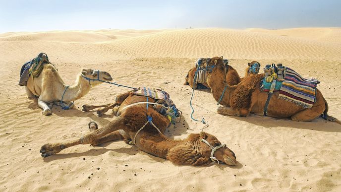Městu Douz se nepřezdívá „brána Sahary“ pro nic za nic: za posledními domy se táhne moře písku
