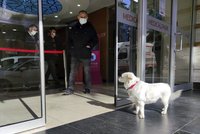 Věrná fenka čekala šest dní před nemocnicí. Neodešla, dokud se páníček neuzdravil