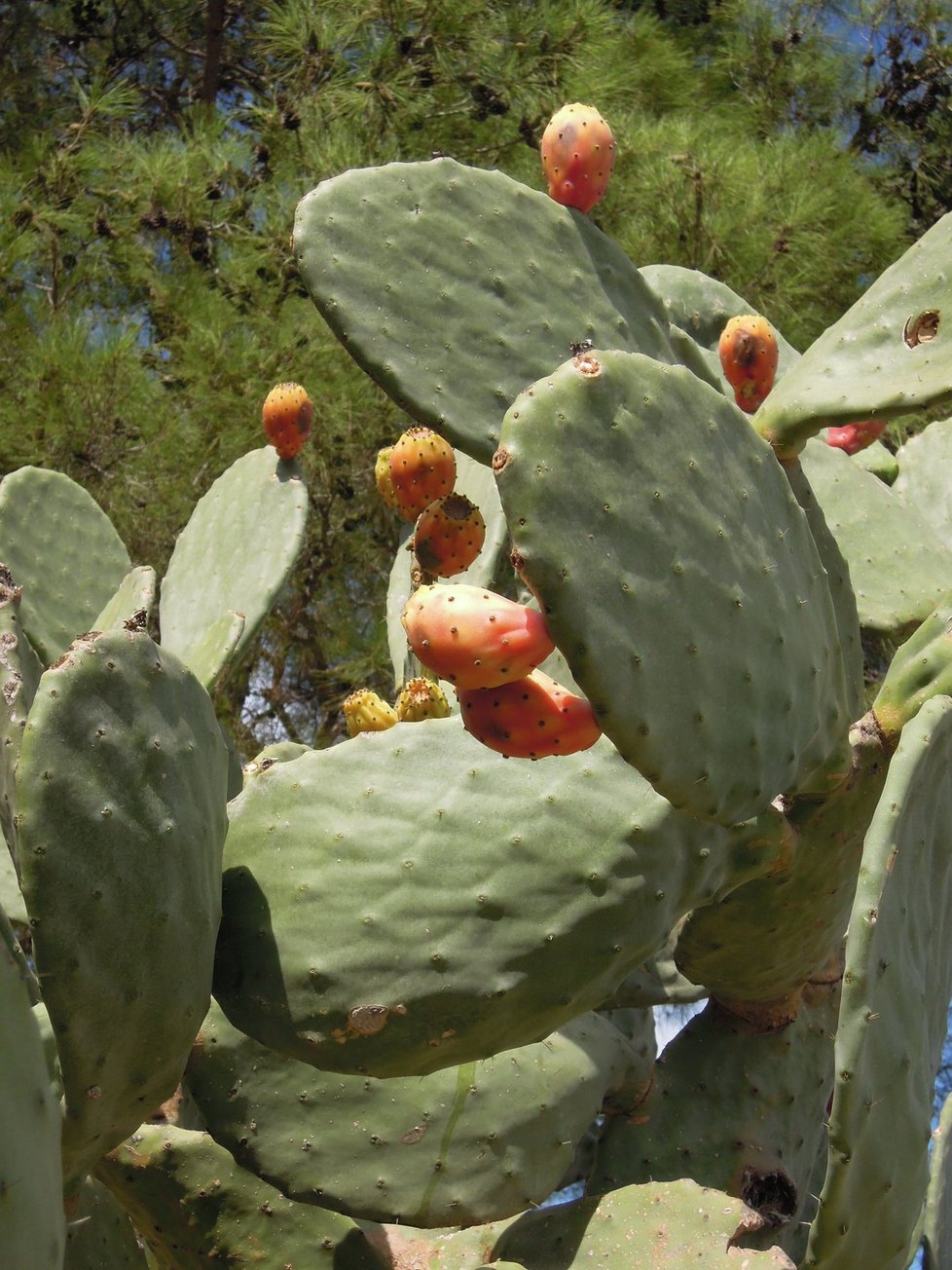 Kaktusové fíky chutnají výborně, bez rukavic je ale netrhejte.