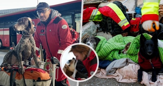 Oběti i přeživší hledají i hrdinové z Česka: 8 českých hafanů v akci! Včetně výjimečné fenky