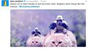 Belgičané na výzvu policie nezveřejňovat podrobnosti o operaci zareagovali s humorem: Twitter zaplnili snímky a videa koček