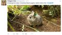 Vědci soutěží o nejroztomilejší zvíř na Twitter