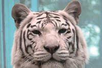 Zoo Liberec: Za smrt bílé tygřice může personál!