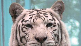 Smrt tygřice libereckou zoo těžce zasáhla