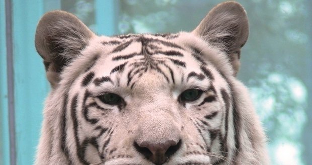 Tygřice Isabella se vrátí do zoo vypreparovaná